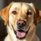 Firulais, su labrador