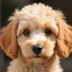 Canela, su poodle